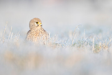 A common kestrel (Falco tinnunculus) viewed from a low angle resting in the frozen grass.