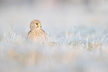 A common kestrel (Falco tinnunculus) viewed from a low angle resting in the frozen grass.