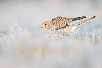 A common kestrel (Falco tinnunculus) viewed from a low angle stretching in the frozen grass.