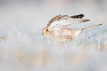 A common kestrel (Falco tinnunculus) viewed from a low angle stretching in the frozen grass.