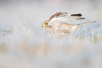 A common kestrel (Falco tinnunculus) viewed from a low angle stretching in the frozen grass.