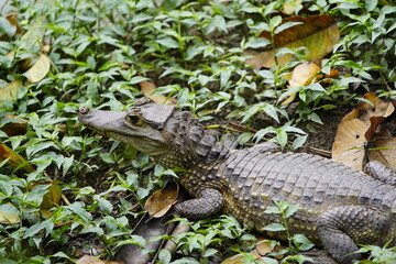 
The spectacled caiman (Caiman crocodilus), also known as the white caiman or common caiman, is a crocodilian reptile. Mindu Park, Manaus, Amazon - Brazil