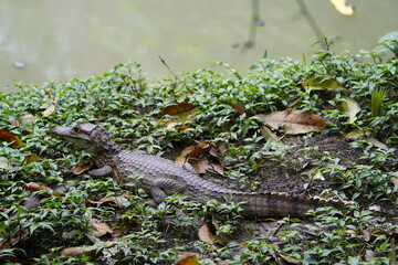
The spectacled caiman (Caiman crocodilus), also known as the white caiman or common caiman, is a crocodilian reptile. Mindu Park, Manaus, Amazon - Brazil