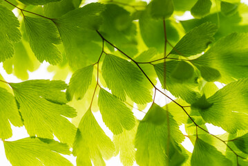 Fototapeta na wymiar Green leaves on branch isolated on white