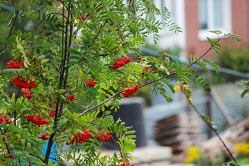red rowan tree aerial view in autumn in the city. green spaces. opposition of trees and...