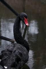 black swan on the lake - 479237004
