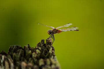 dragonfly on a branch