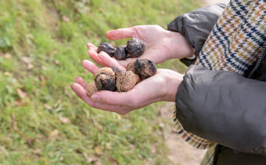 Walnuts in hands raised from the ground during an autumn walk