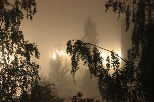 silhouettes of trees at night in fog with lights of city lanterns. branches of birches and light from a construction site nearby