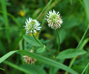 Mountain clover (Trifolium montanum) grows in nature