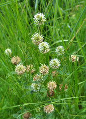 Mountain clover (Trifolium montanum) grows in nature