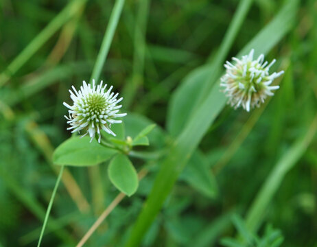 Mountain clover (Trifolium montanum) grows in nature