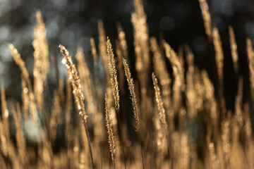 spikelets of grass against the golden light. autumn landscape, beautiful background.