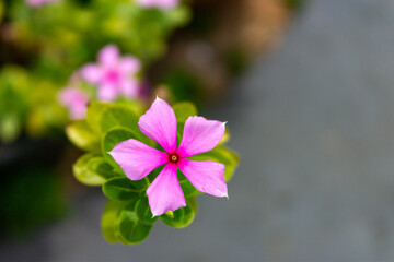 pink flowers in the garden