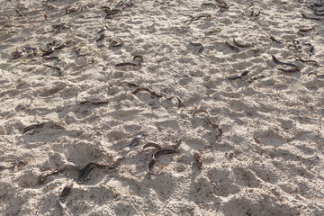 Fruit pods of Gleditsia triacanthos trees lying on the sand