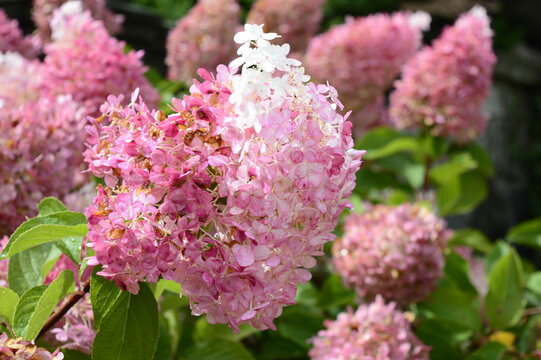Closeup Hydrangea paniculata, type diamant Rouge with blurred background in summer garden
