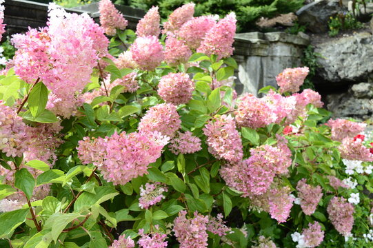Closeup Hydrangea paniculata, type diamant Rouge with blurred background in summer garden