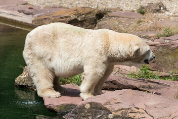 a ice bear in the zoo