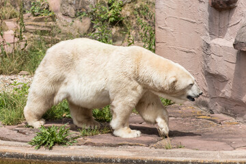 a ice bear in the zoo