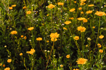 field of yellow dandelions