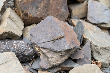 The viviparous lizard, Zootoca vivipara - formerly Lacerta vivipara - Eurasian reptile resting on rocks in Agrtal Germany