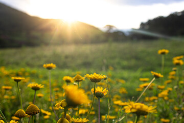 field of yellow flowers sunlight