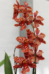 red and yellow flowers