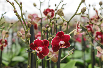 red orchids in the garden