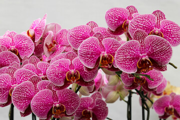 pink orchid