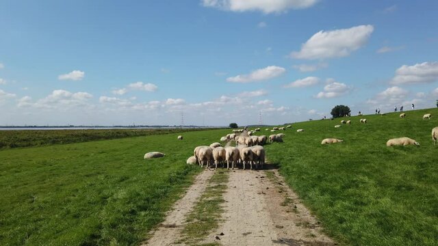 Cycling on dyke in Northern Germany towards flock of sheep on the path, 4k video footage