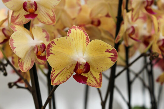 red and yellow orchid