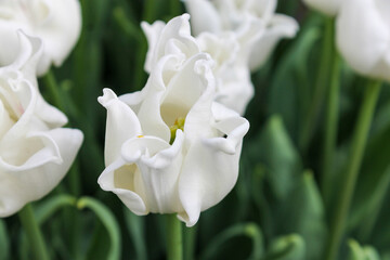Naklejka na ściany i meble white tulip flower