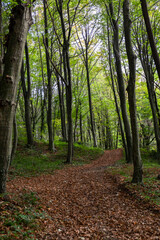 pathway in the forest, fallen leaves on walking way or path at the autumn or summer or spring,