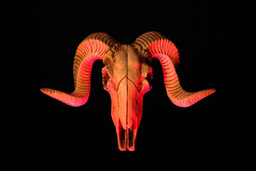 Skull of sheep on dark background