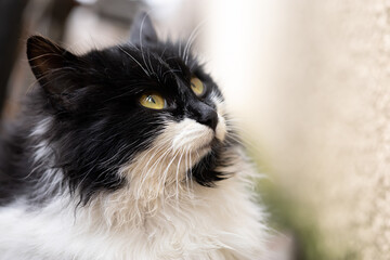 beautiful domestic cat black and white with yellow eyes looks