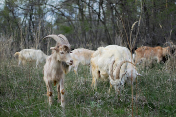 Naklejka na ściany i meble A herd of domestic goats walks in the forest, eating grass in the fall or spring.