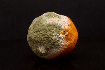 Moldy orange on a dark background, green mold texture, selective focus. Not fresh and rotten fruits
