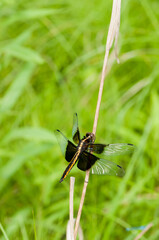 Immature Male Widow Skimmer clinging to a stem in the forest.
