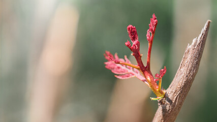 Spring background. Beautiful young leaves blooming on a dry branch in spring. The awakening of nature, the beginning of new life.