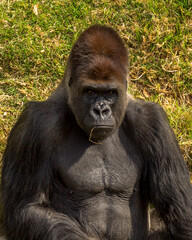 Obraz premium Portrait of an adult male gorilla