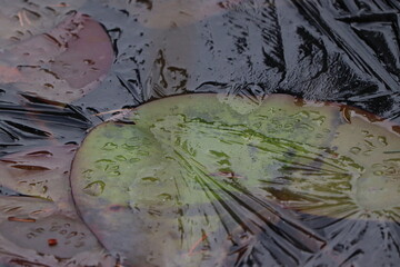 Seeroseblätter unter Eis
