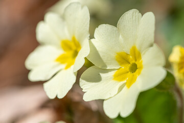 Obraz na płótnie Canvas Close up of wild primroses (primula vulgaris) in bloom