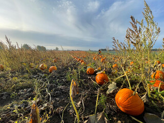 Pumpkin field with a blue sky