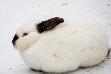 Selective focus photo. White rabbit in the snow.