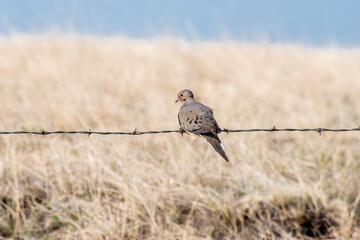 Mourning dove sitting on a barb wire fence in the Badlands