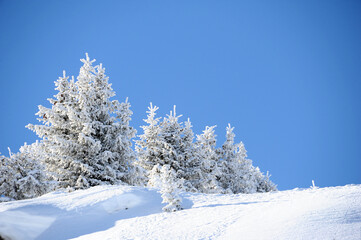 Frozen trees by winter over French alps