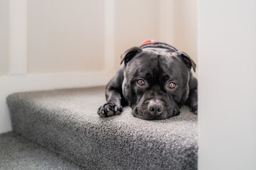 Staffordshire Bull Terrier dog lying on a carpeted stair looking at the camera. He looks a bit feb...