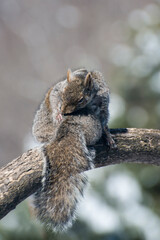 Eastern Gray Squirrel preening on a tree branch in the spring.