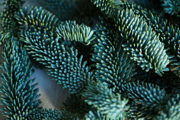 Background of blue fir tree spruce branch. Merry Christmas and Happy New Year decoration. macro