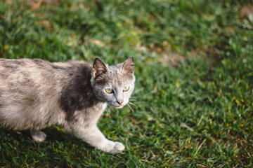 Naklejka na ściany i meble Gray cat staring, cat walk on grass in garden, close up. Selective focus